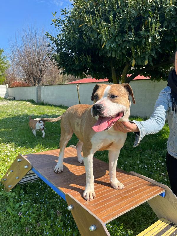 GOLD AMSTAFF Foto 5